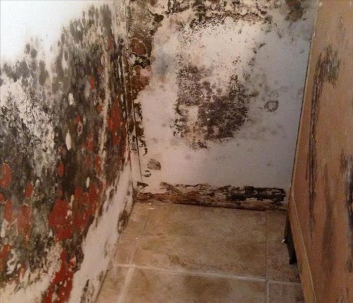 Mold Behind Laundry Machines and Cabinets